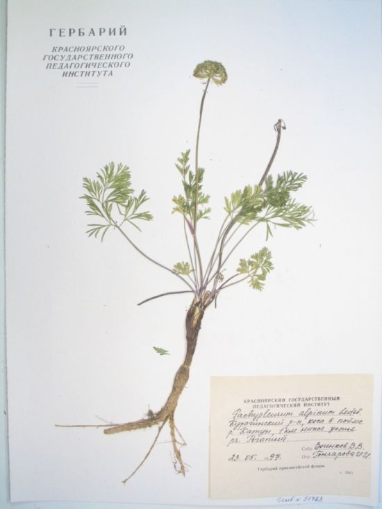 Pachypleurum alpinum Ledeb.