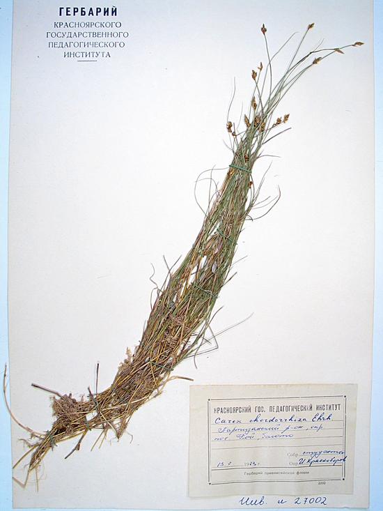 chordorrhiza Ehrh. ex L.