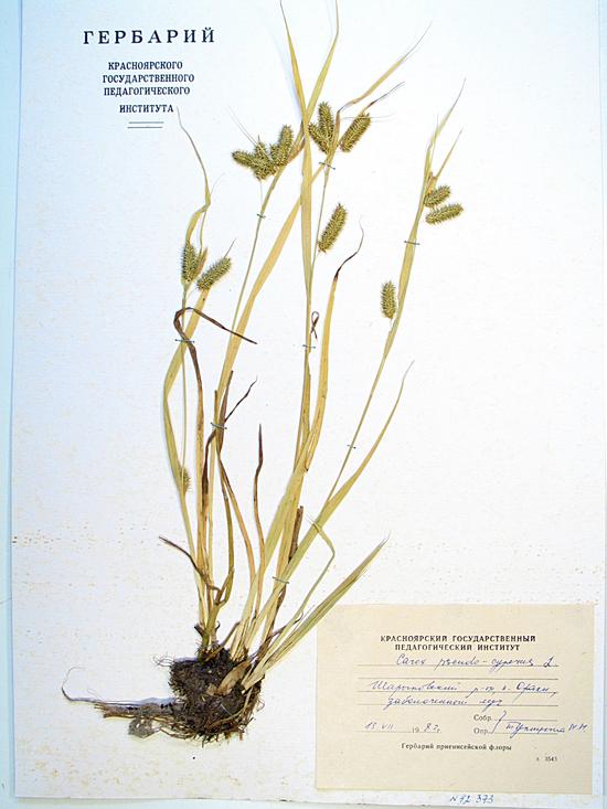 pseudocyperus L.