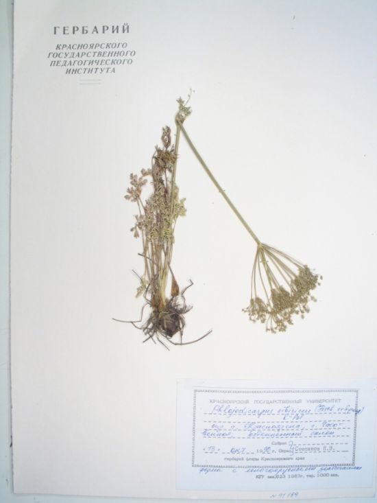 Phlojodicarpus sibiricus