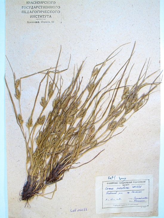 secalina Willd. ex Wahlenb.