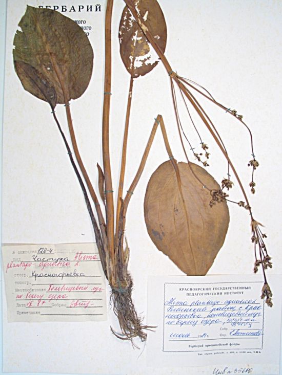 plantago-aquatica L.