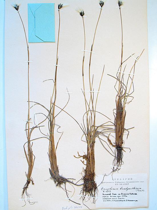 brachyantherum Trautv. et C.A. Mey.