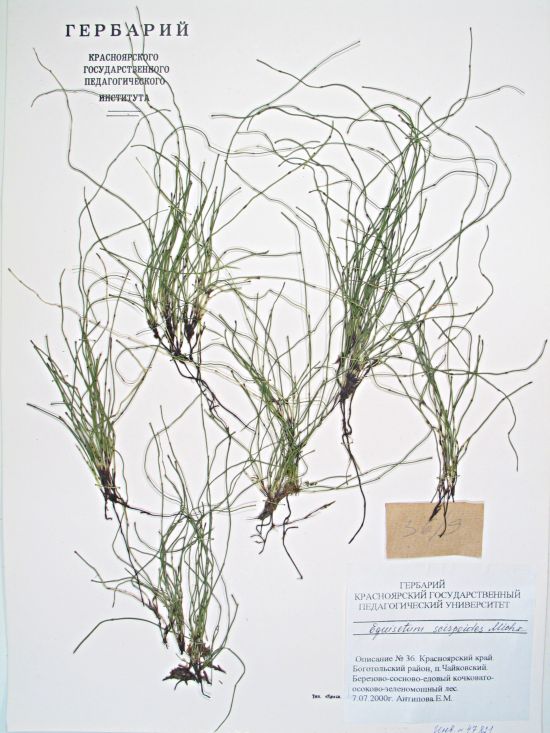 Equisetum scirpoides Michx.