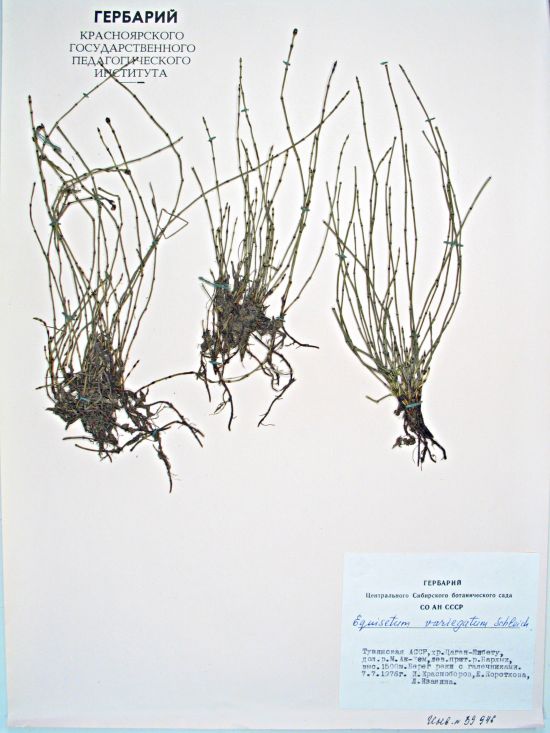 Equisetum variegatum Schleich. ex Web. t Mohr
