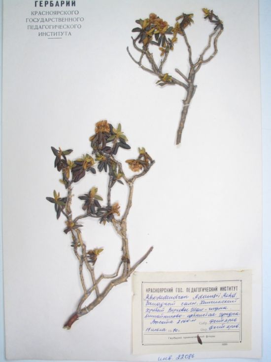 Rhododendron adamsii Rehd.