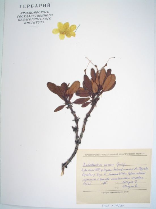 Rhododendron aureum Georgi