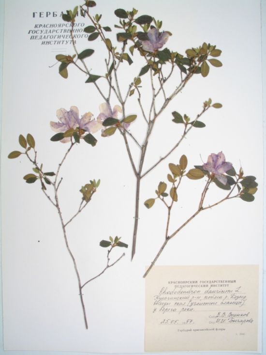 Rhododendron dauricum L.