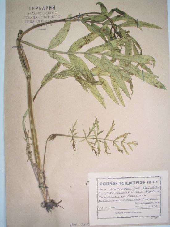 Sium latifolium L.