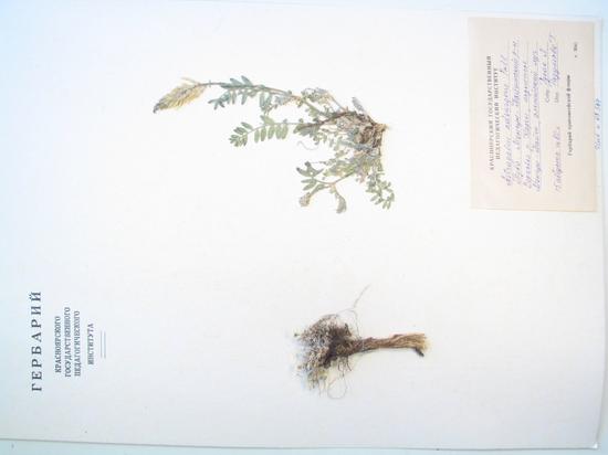 Astragalus adsurgens Pall.