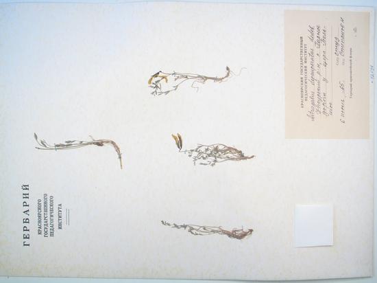 Astragalus depauperatus Ledeb.