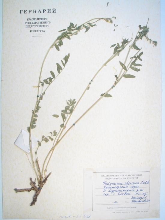 Astragalus inopinatus Boriss.