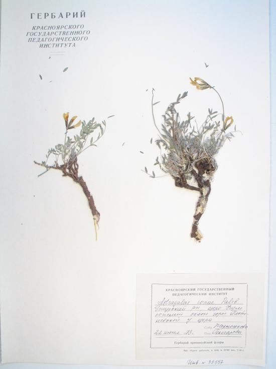 Astragalus ionae Palib.