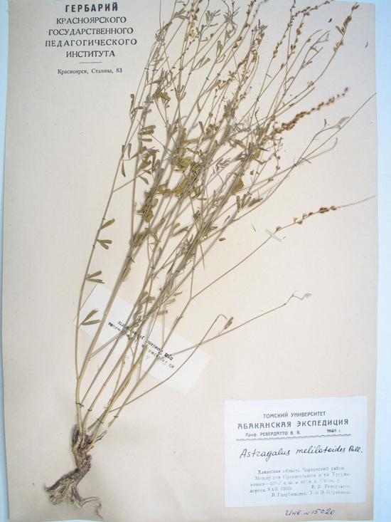Astragalus melilotoides Pall.