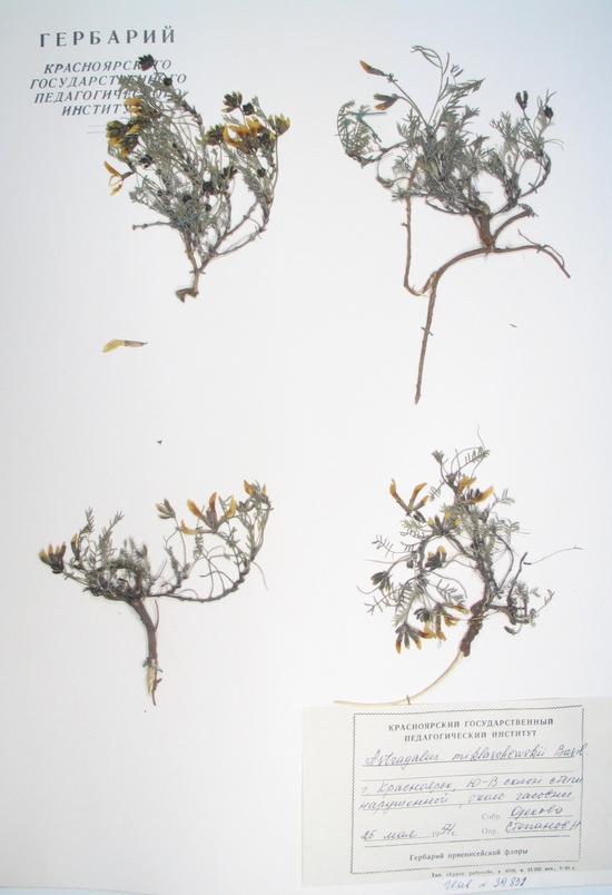 Astragalus miklaschewskii Basil.