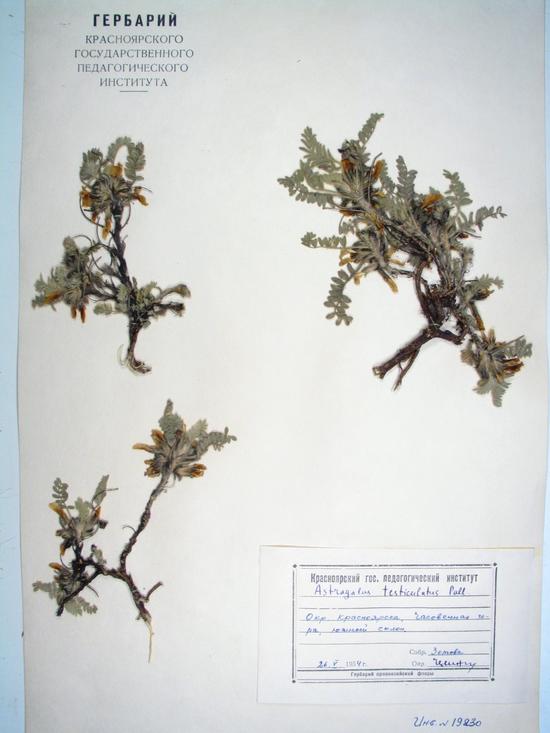 Astragalus testiculatus Pall.