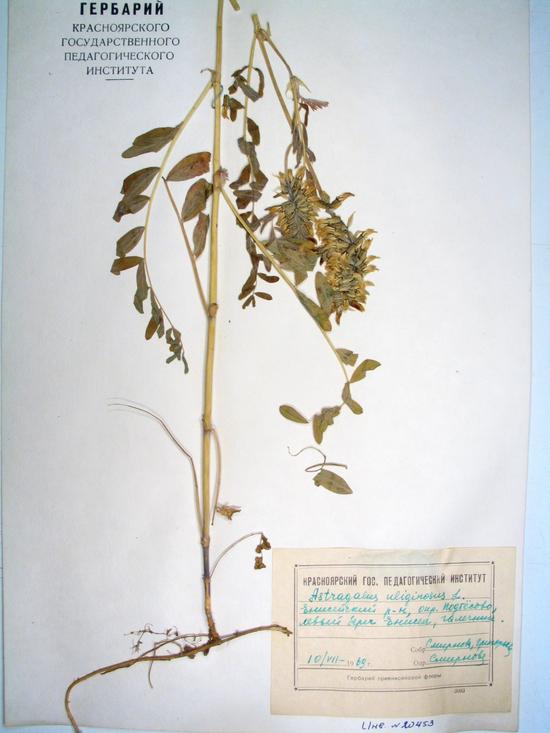 Astragalus uliginosus L.