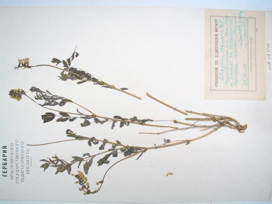Astragalus vaginatus Pall.