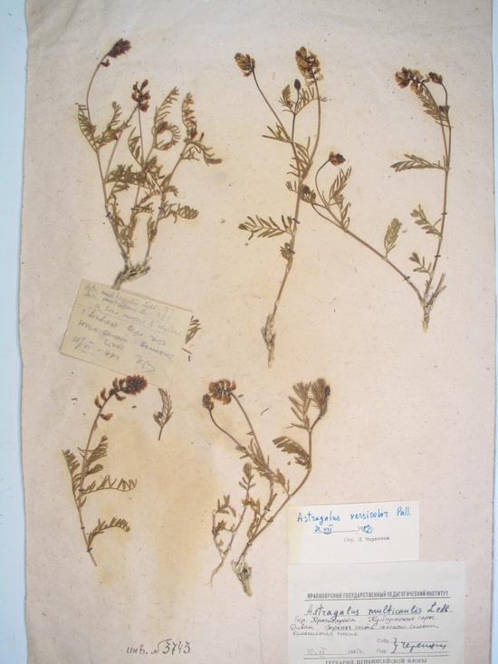 Astragalus versicolor Pall.