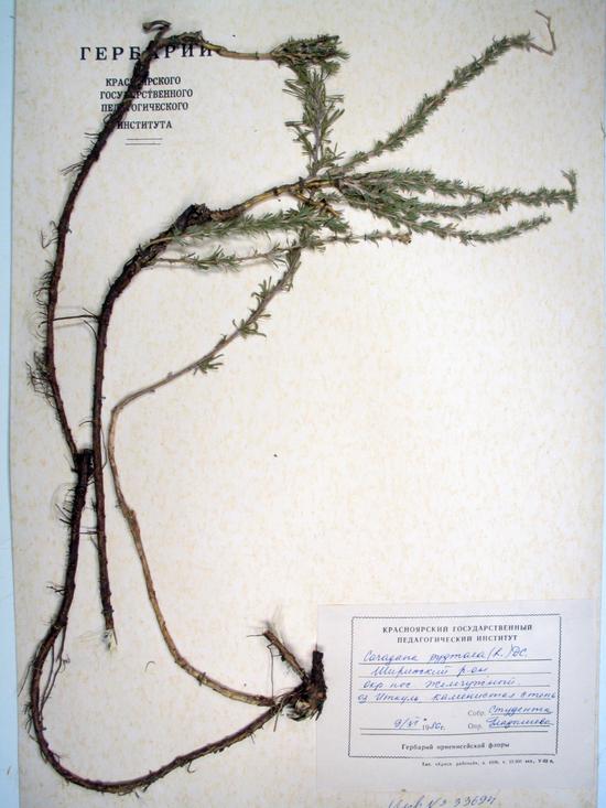 Caragana pygmaea
