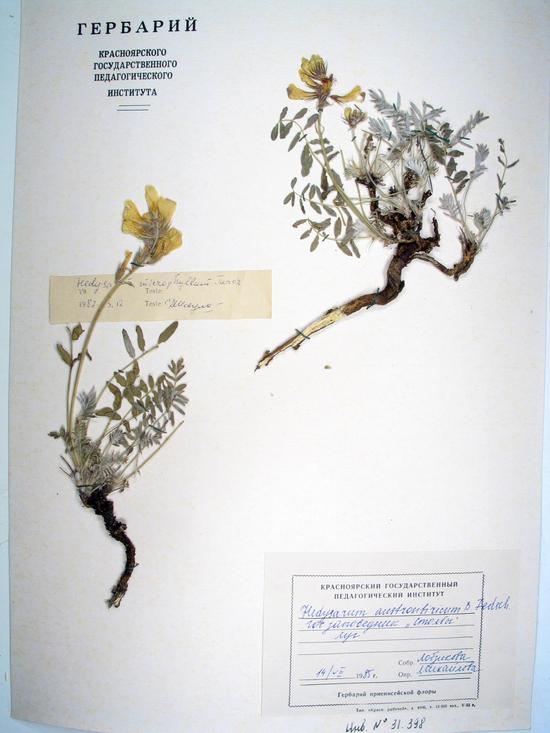 Hedysarum austrosibiricum B.Fedtsch.