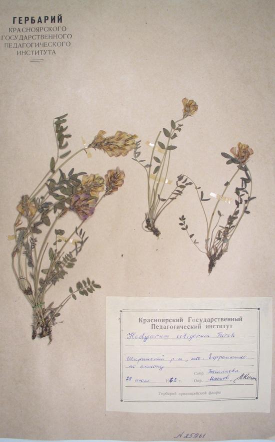 Hedysarum setigerum Turcz. ex Fisch. et C.A. Mey.