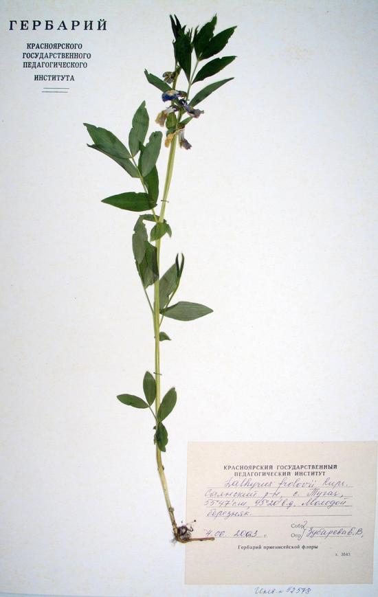 Lathyrus frolovii Rupr.