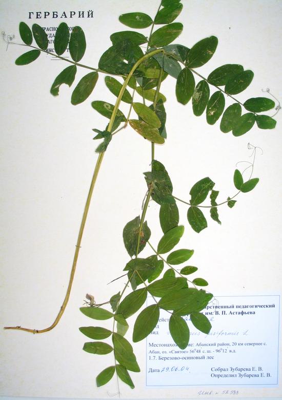 Lathyrus pisiformis L.