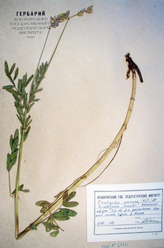 Onobrychis arenaria