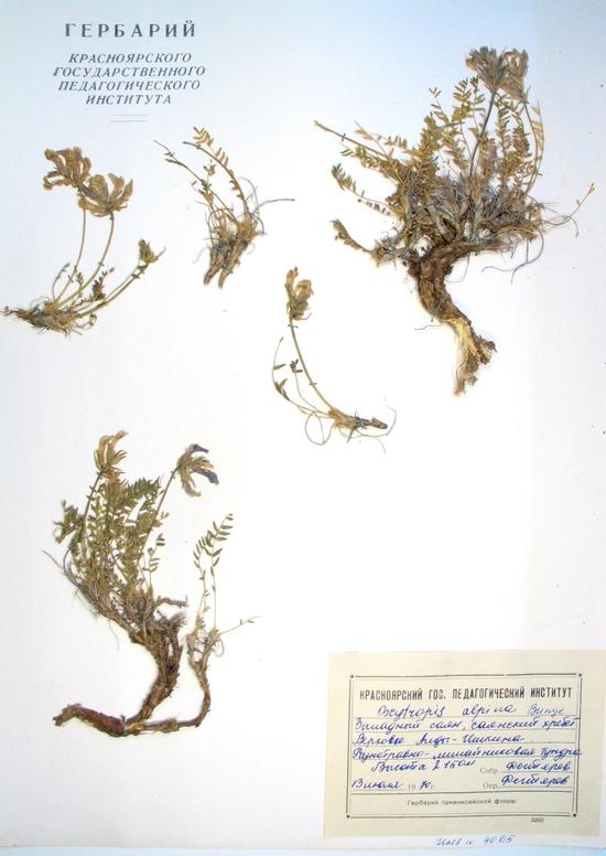 Oxytropis alpina Bunge