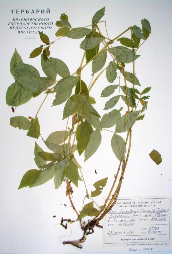 Vicia baicalensis