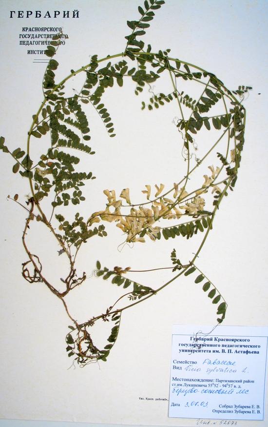 Vicia sylvatica L.