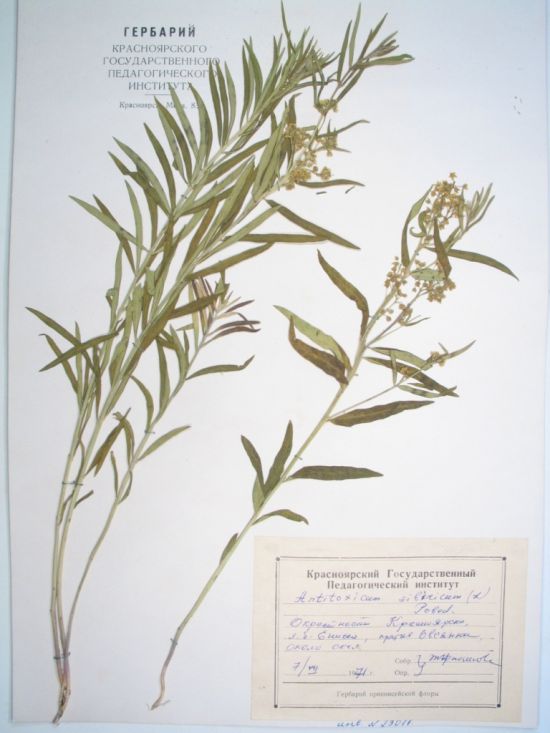 Vincetoxicum sibiricum