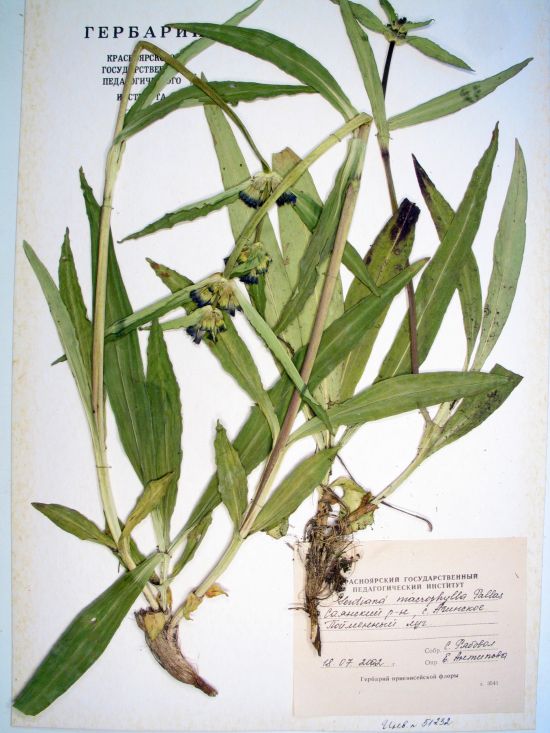 Gentiana macrophylla Pall.