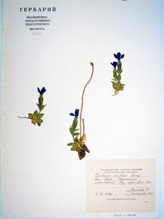 Gentiana uniflora Georgi
