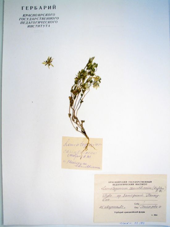 Lomatogonium carinthiacum