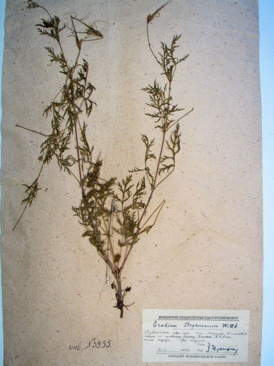 Erodium stephanianum Willd.