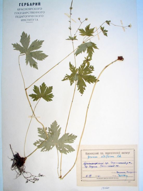 Geranium albiflorum Ledeb.