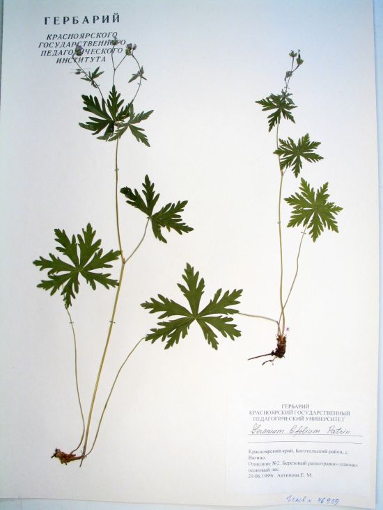 Geranium bifolium Patrin