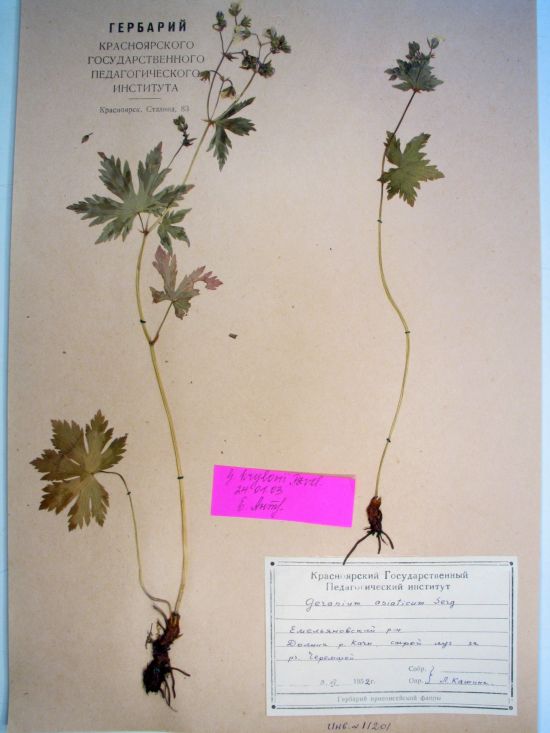 Geranium krylovii Tzvel.