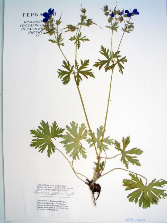 Geranium pratense L.