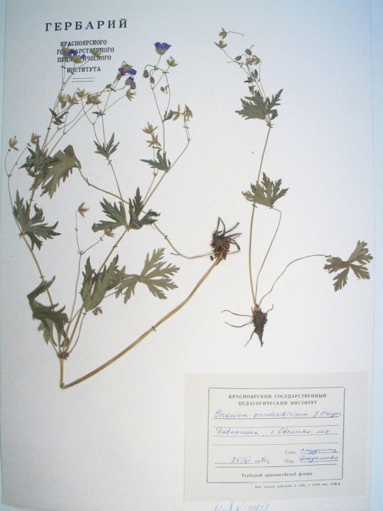 Geranium pseudosibiricum J. Mayer