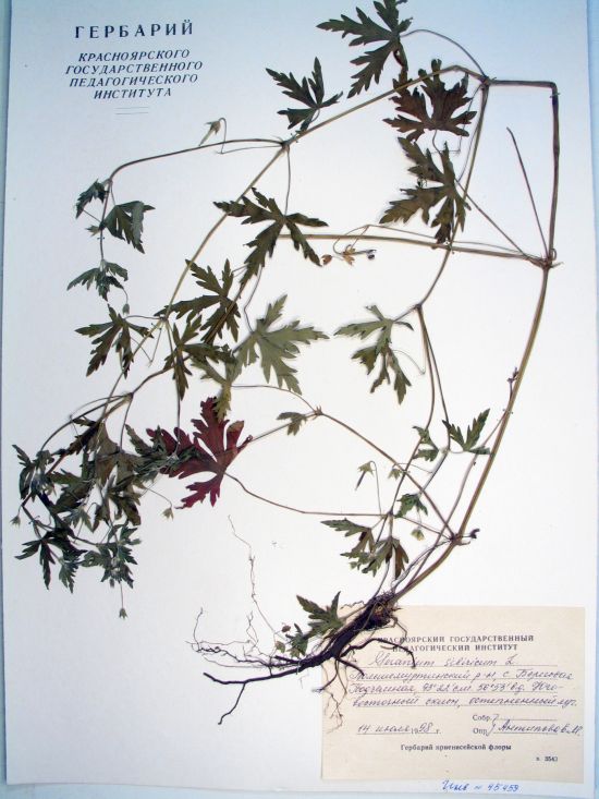 Geranium sibiricum L.