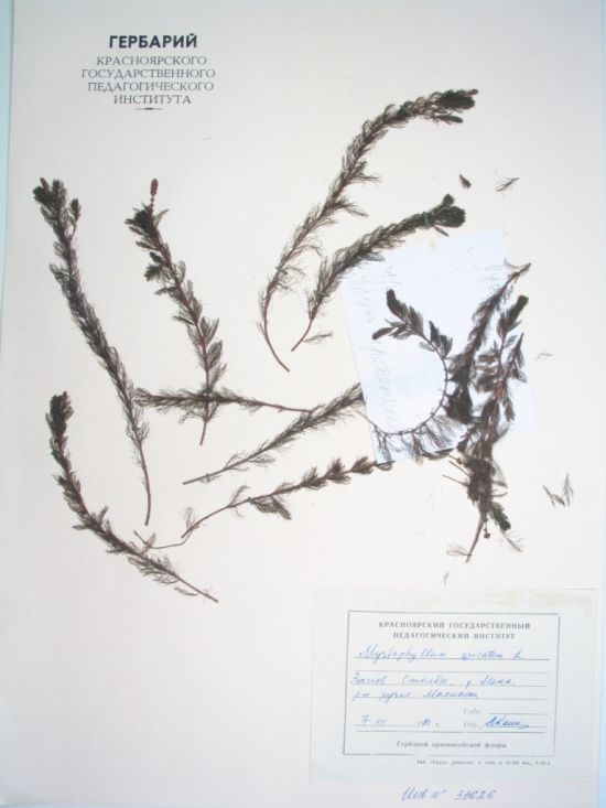 Myriophyllum spicatum L.