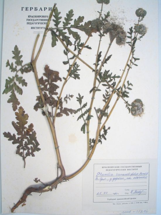 tanacetifolia Benth.