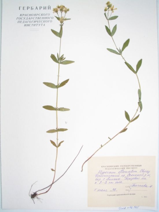 Hypericum attenuatum Choisy