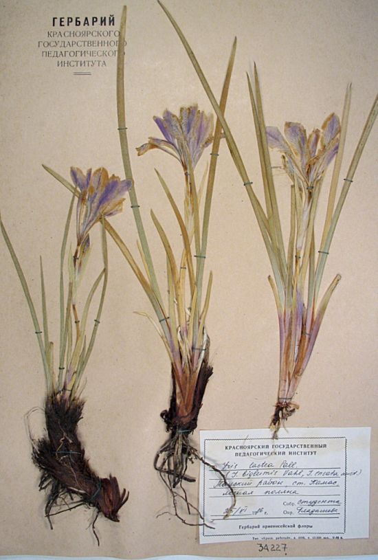 Iris lactea Pall.