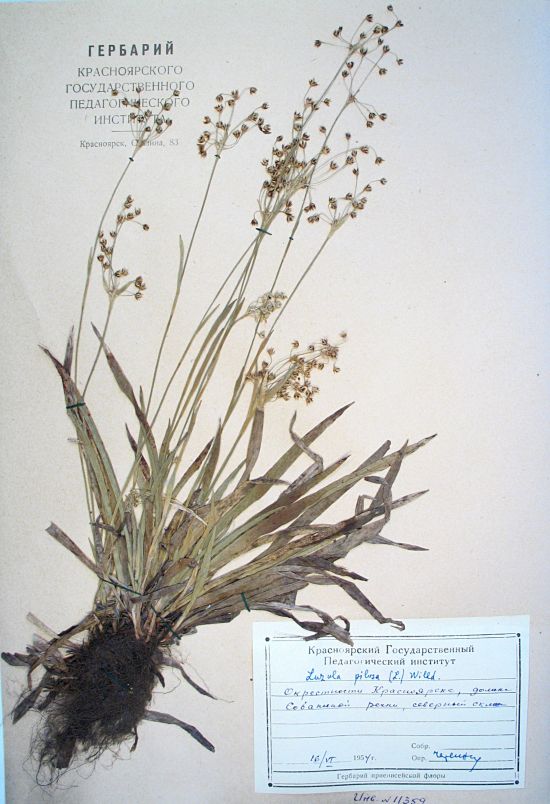 pilosa (L.) Willd.