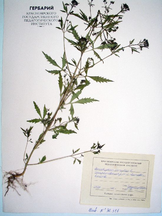 caerulea L.