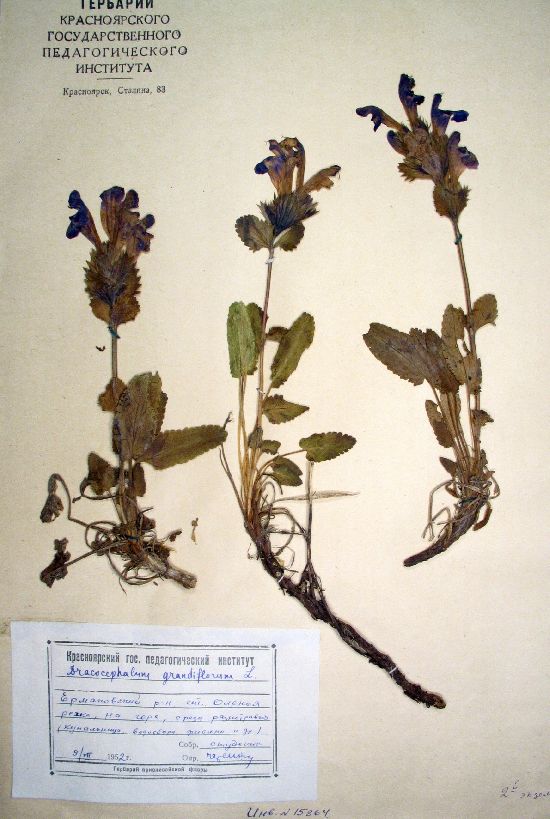 Dracocephalum grandiflorum L.